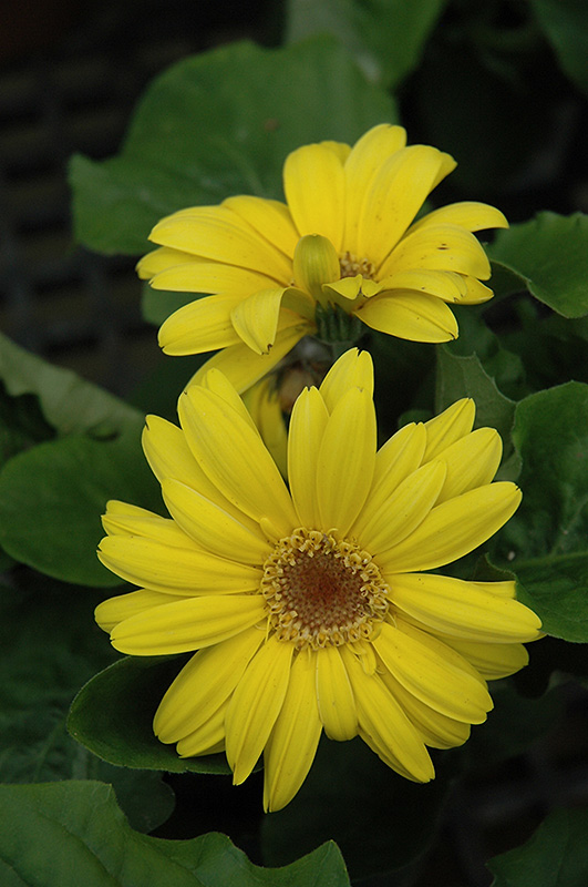 Yellow Gerbera Daisy (Gerbera 'Yellow') at Plants Unlimited