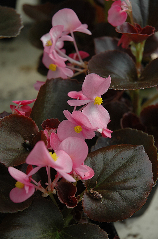 Cocktail Gin Begonia (Begonia 'Cocktail Gin') at Plants Unlimited
