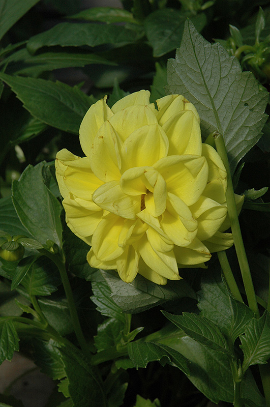 Figaro Yellow Dahlia (Dahlia 'Figaro Yellow') at Plants Unlimited