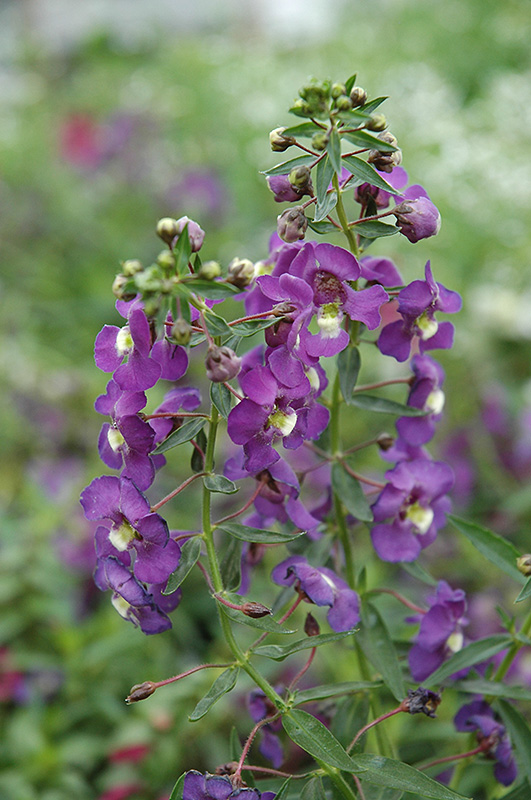 Blue Angelonia (Angelonia angustifolia 'Blue') at Plants Unlimited