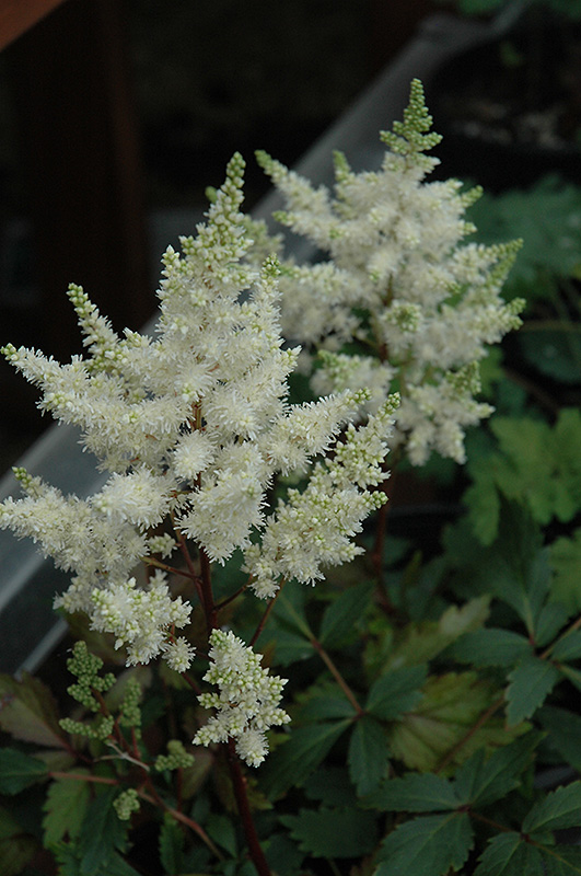 Younique White Astilbe (Astilbe 'Verswhite') at Plants Unlimited