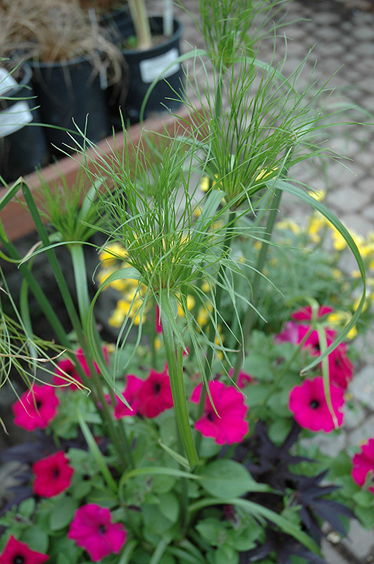 King Tut Egyptian Papyrus (Cyperus papyrus 'King Tut') at Plants Unlimited