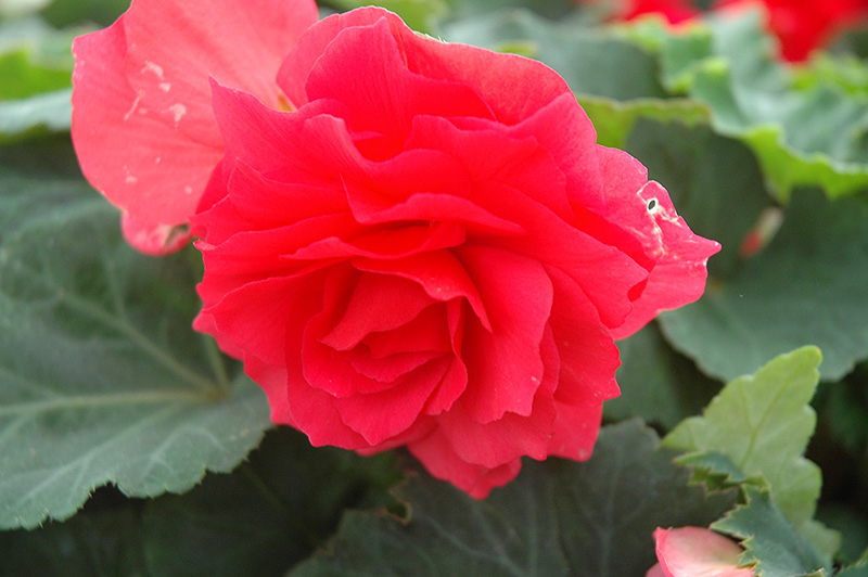 Nonstop Bright Red Begonia (Begonia 'Nonstop Bright Red') at Plants Unlimited