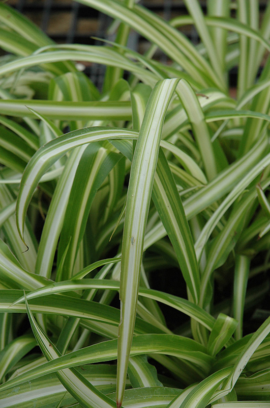 Spider Plant (Chlorophytum comosum) at Plants Unlimited