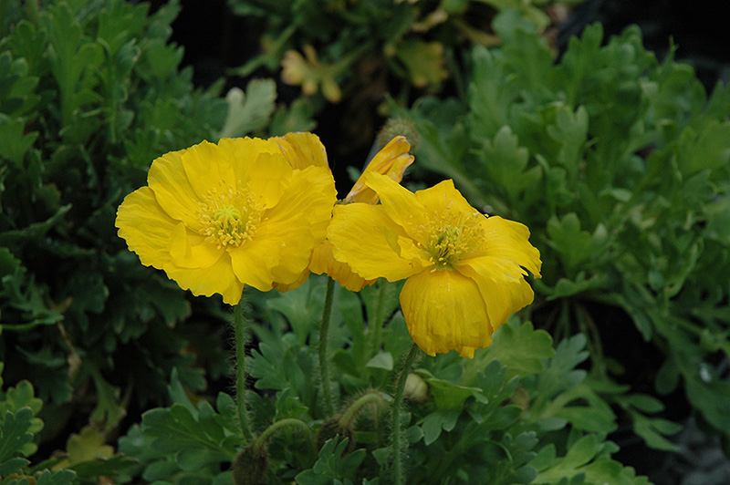 Spring Fever Yellow Poppy (Papaver nudicaule 'Spring Fever Yellow') at Plants Unlimited