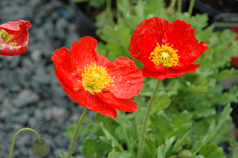 Spring Fever Red Poppy (Papaver nudicaule 'Spring Fever Red') at Plants Unlimited