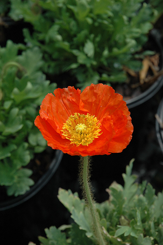 Spring Fever Orange Poppy (Papaver nudicaule 'Spring Fever Orange') at Plants Unlimited