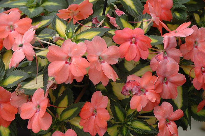 SunPatiens Spreading Variegated Salmon New Guinea Impatiens (Impatiens 'SunPatiens Spreading Variegated Salmon') at Plants Unlimited