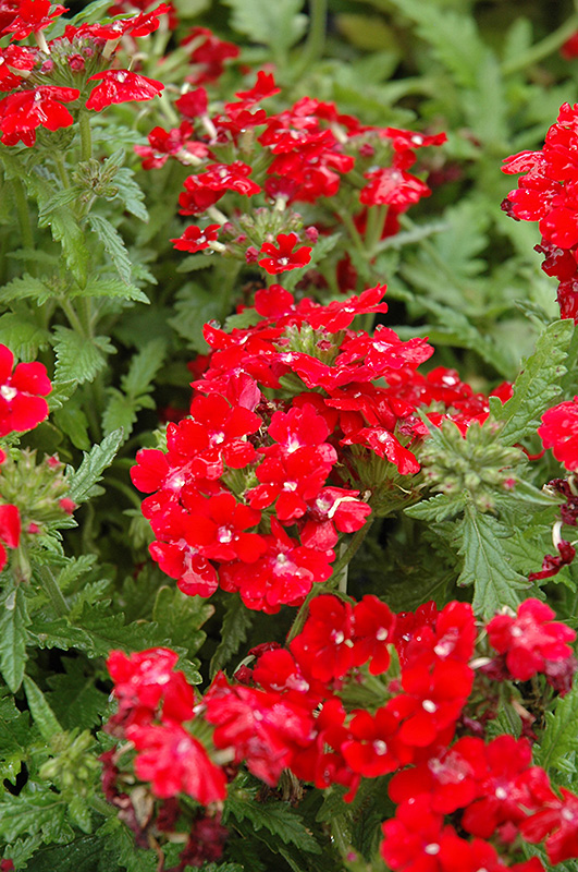 Obsession Red Verbena (Verbena 'Obsession Red') at Plants Unlimited