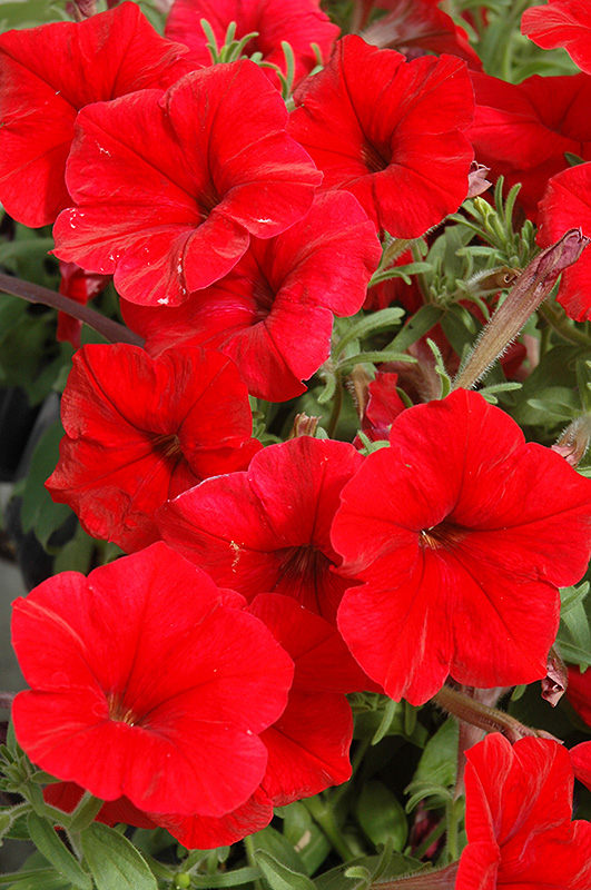Madness Red Petunia (Petunia 'Madness Red') at Plants Unlimited