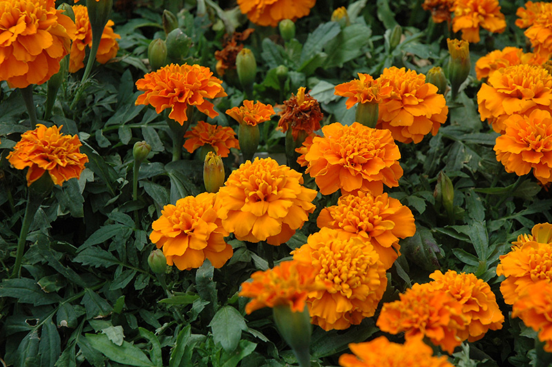 Janie Deep Orange Marigold (Tagetes patula 'Janie Deep Orange') at Plants Unlimited