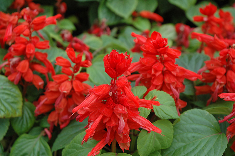 Red Hot Sally Salvia (Salvia splendens 'Red Hot Sally') at Plants Unlimited