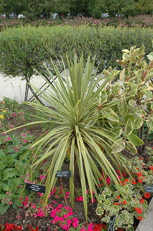 Torbay Dazzler Grass Palm (Cordyline australis 'Torbay Dazzler') at Plants Unlimited