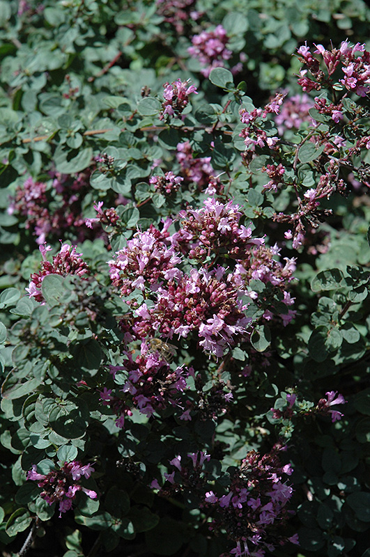 Rosenkuppel Oregano (Origanum 'Rosenkuppel') at Plants Unlimited