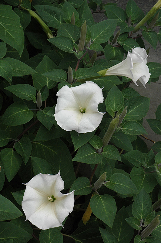 Thorn Apple (Datura inoxia) at Plants Unlimited