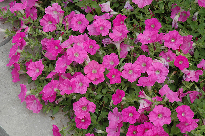 Easy Wave Pink Petunia (Petunia 'Easy Wave Pink') at Plants Unlimited