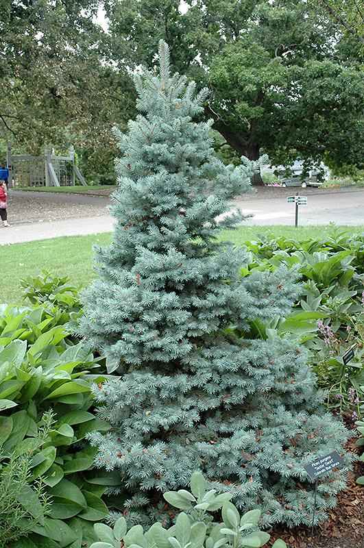 Sester Dwarf Blue Spruce (Picea pungens 'Sester Dwarf') at Plants Unlimited