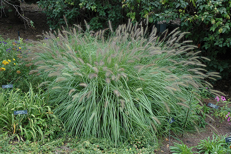 Fountain Grass (Pennisetum alopecuroides) at Plants Unlimited