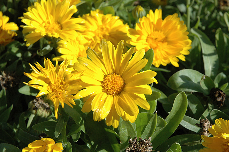 Bon Bon Yellow Pot Marigold (Calendula officinalis 'Bon Bon Yellow') at Plants Unlimited