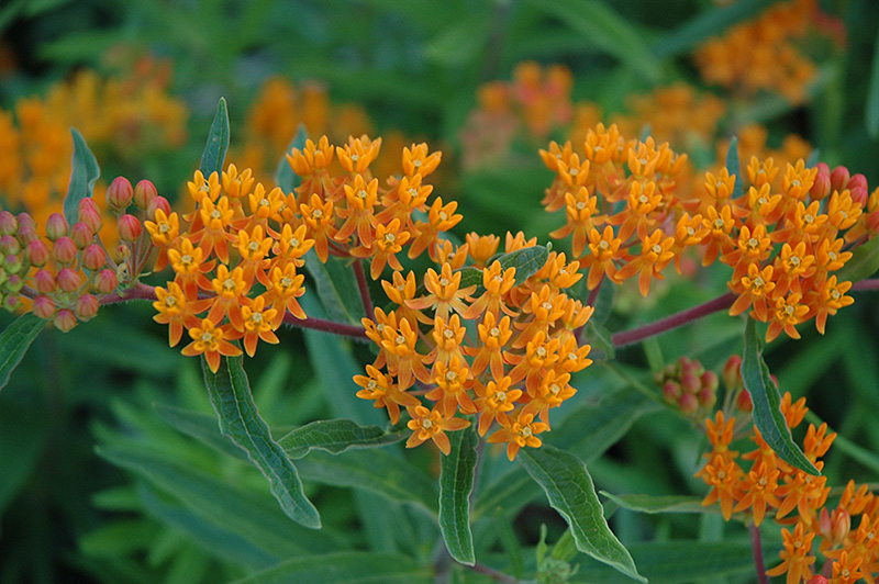 Gay Butterflies Butterfly Weed (Asclepias tuberosa 'Gay Butterflies') at Plants Unlimited