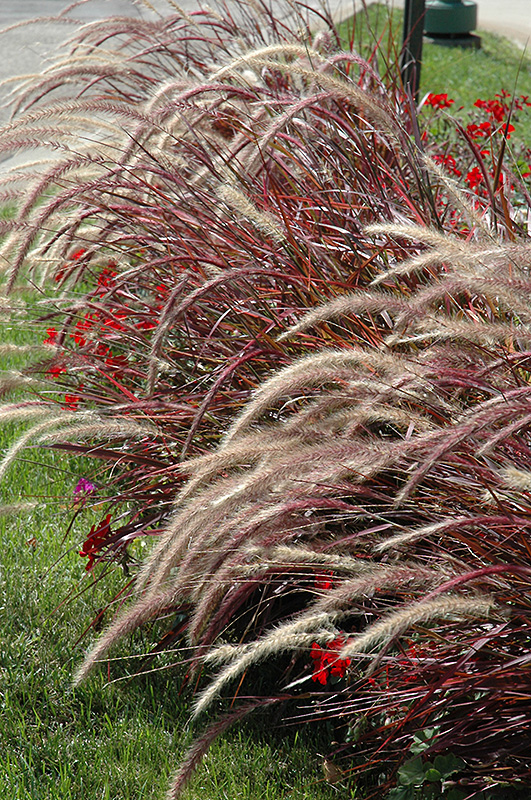 Fireworks Fountain Grass (Pennisetum setaceum 'Fireworks') at Plants Unlimited
