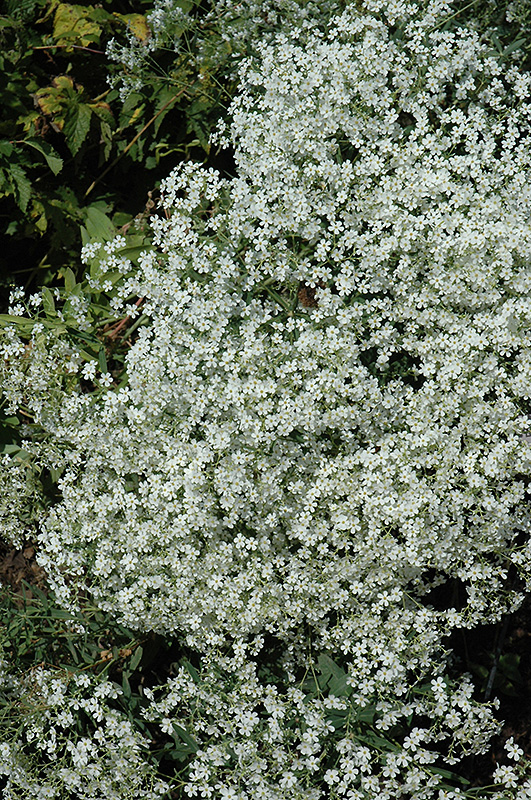 Flowering Spurge (Euphorbia corollata) at Plants Unlimited