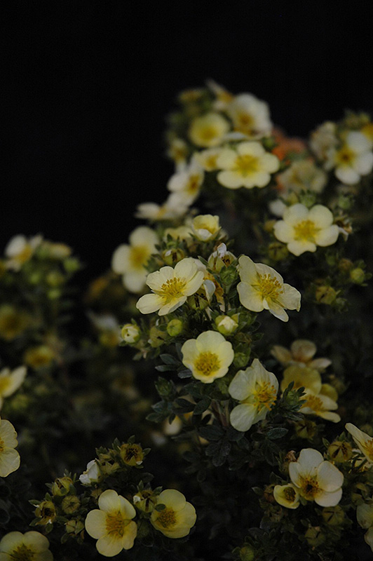 Primrose Beauty Potentilla (Potentilla fruticosa 'Primrose Beauty') at Plants Unlimited