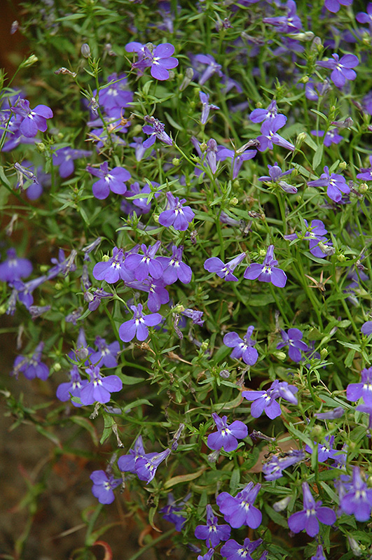 Techno Blue Lobelia (Lobelia erinus 'Techno Blue') at Plants Unlimited