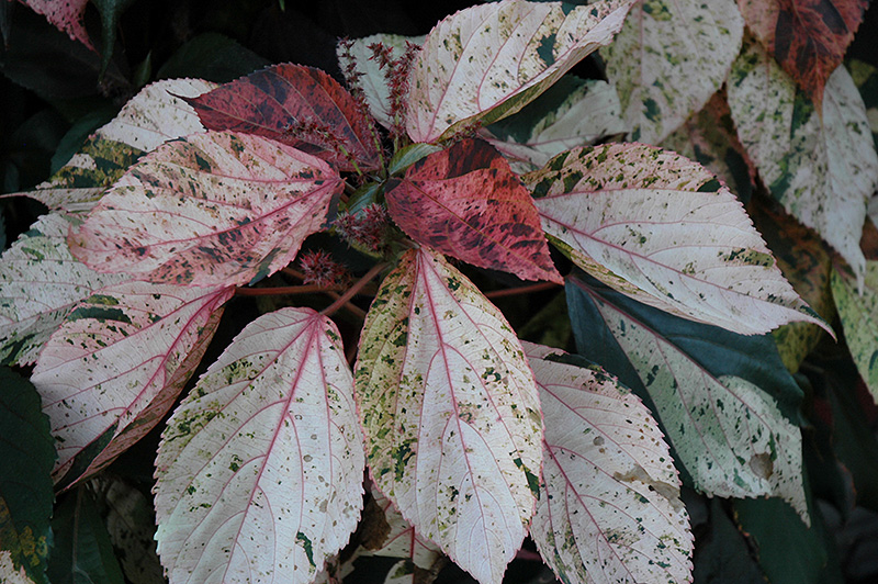 Jacob's Coat (Acalypha wilkesiana) at Plants Unlimited