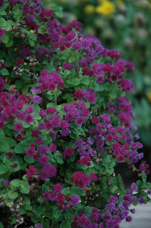 Artist Purple Flossflower (Ageratum 'Agmontis') at Plants Unlimited