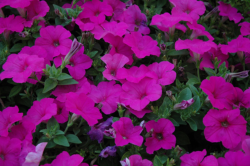 Easy Wave Neon Rose Petunia (Petunia 'Easy Wave Neon Rose') at Plants Unlimited