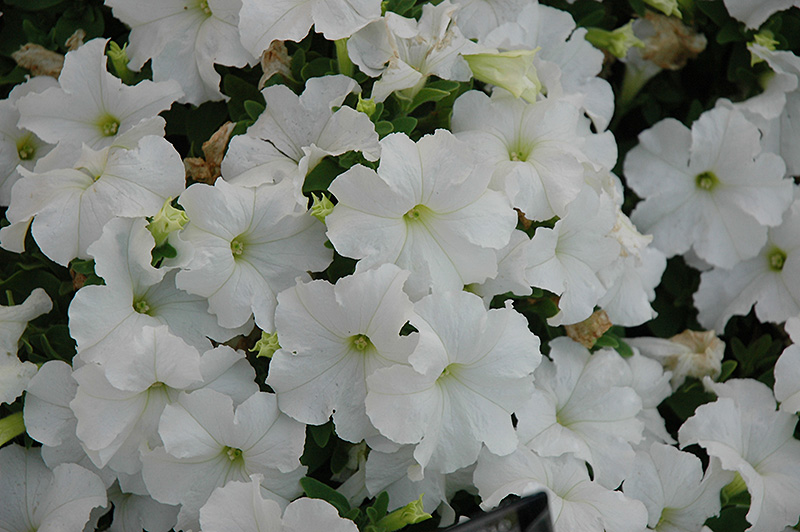 Pretty Grand White Petunia (Petunia 'Pretty Grand White') at Plants Unlimited
