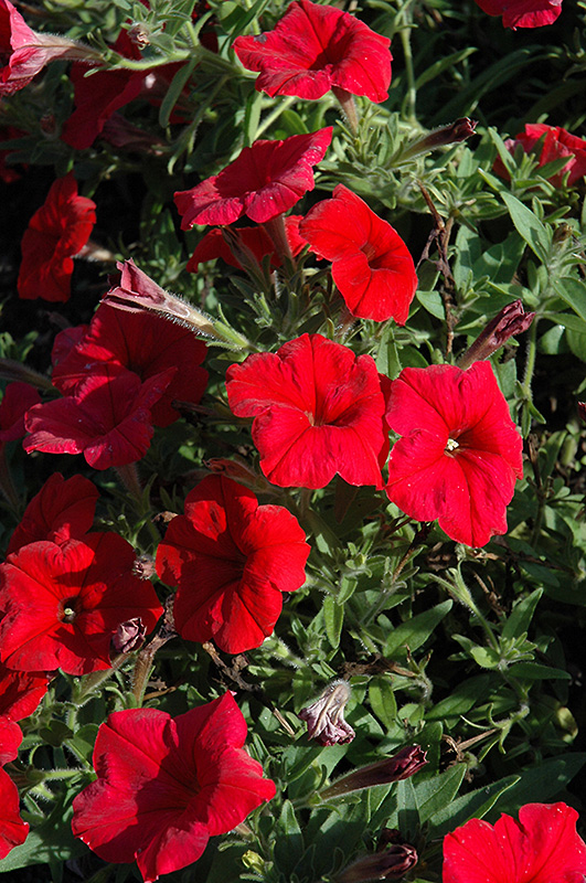Pretty Flora Red Petunia (Petunia 'Pretty Flora Red') at Plants Unlimited