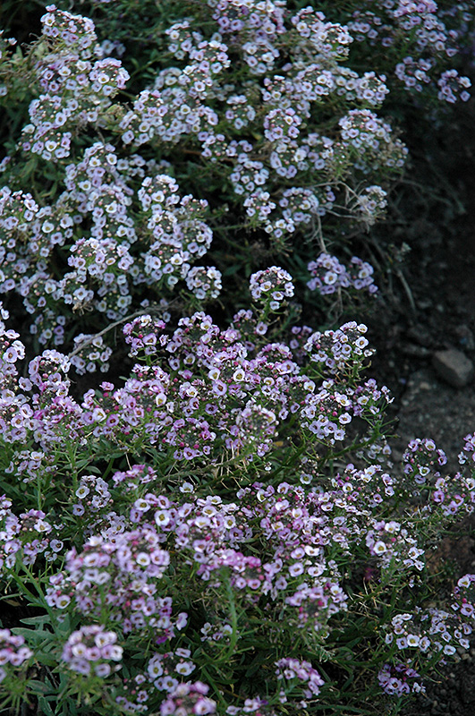 Clear Crystal Lavender Shades Sweet Alyssum (Lobularia maritima 'Clear Crystal Lavender Shades') at Plants Unlimited