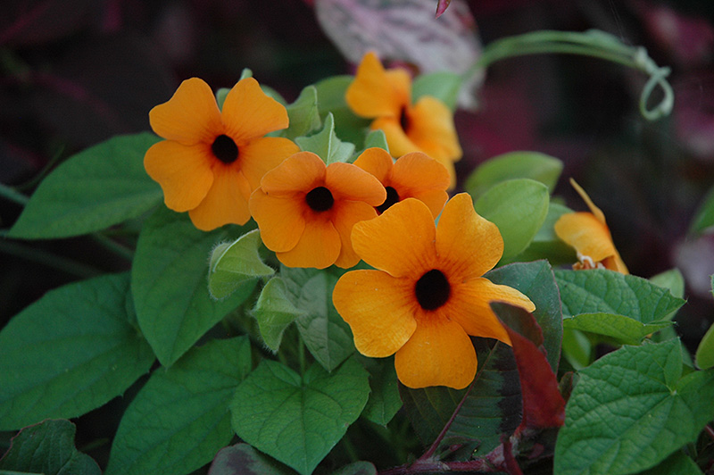 Sunny Susy Red Orange Black-Eyed Susan (Thunbergia alata 'Sunny Susy Red Orange') at Plants Unlimited