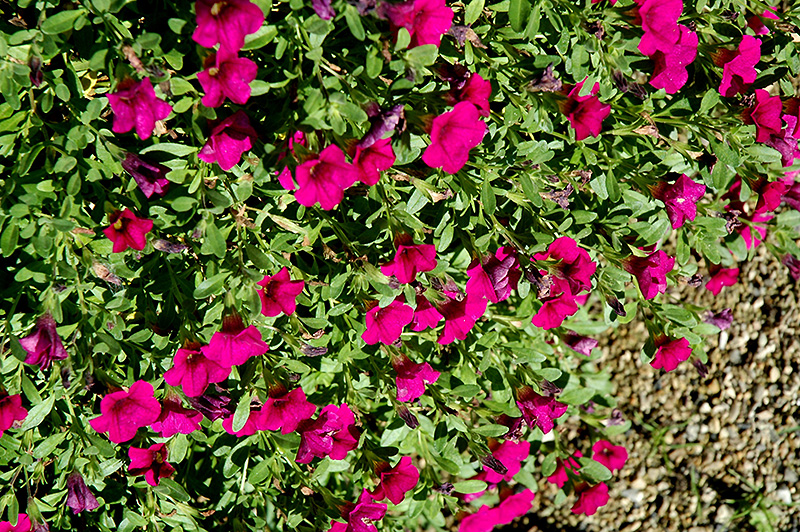 Noa Dark Purple Calibrachoa (Calibrachoa 'Noa Dark Purple') at Plants Unlimited