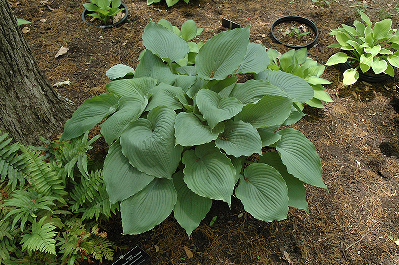 Queen of the Seas Hosta (Hosta 'Queen of the Seas') at Plants Unlimited