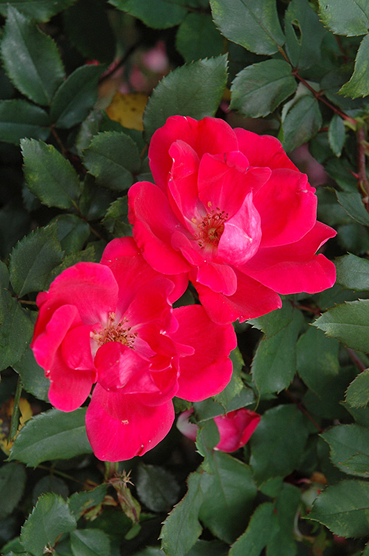 Red Knock Out Rose (Rosa 'Red Knock Out') at Plants Unlimited