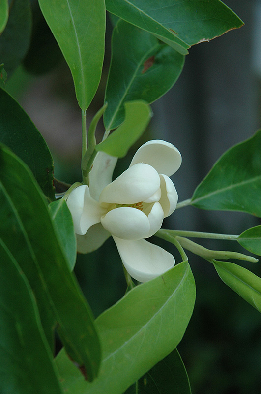 Sweetbay Magnolia (Magnolia virginiana) at Plants Unlimited