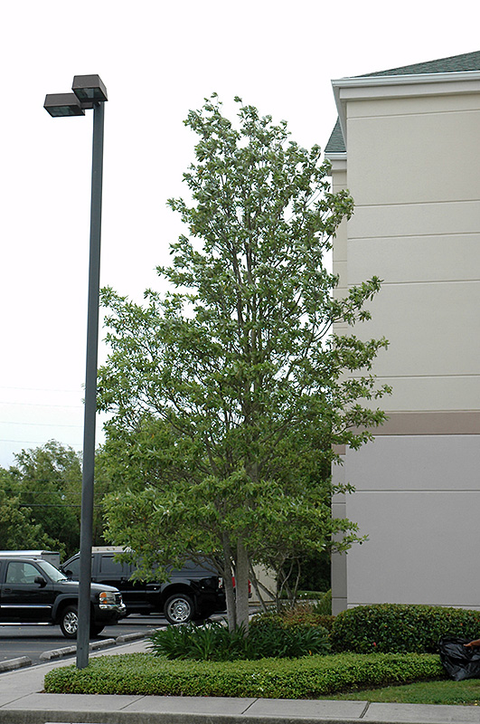 Sweetbay Magnolia (Magnolia virginiana) at Plants Unlimited