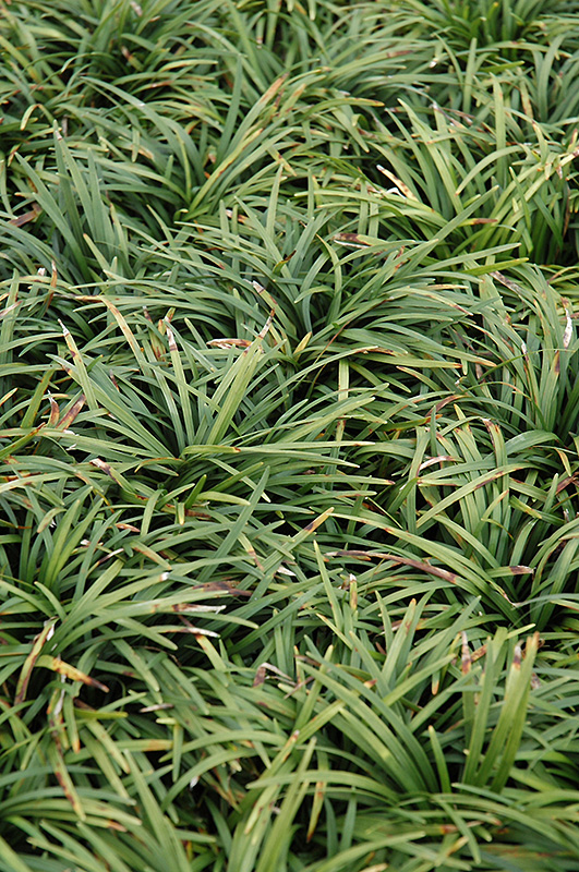 Dwarf Mondo Grass (Ophiopogon japonicus 'Nanus') at Plants Unlimited
