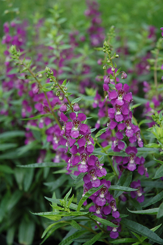 Serenita Purple Angelonia (Angelonia angustifolia 'PAS803822') at Plants Unlimited