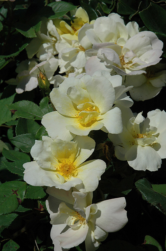 Sunny Knock Out Rose (Rosa 'Radsunny') at Plants Unlimited