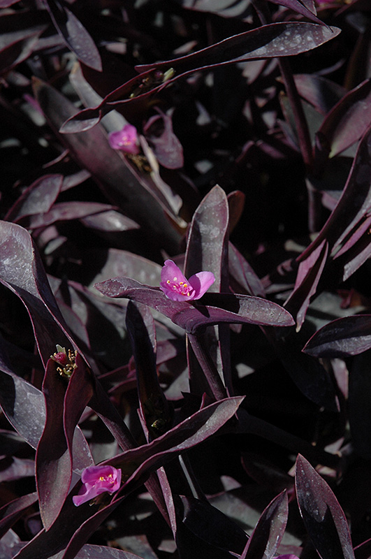 Purple Queen (Setcreasea pallida 'Purple Queen') at Plants Unlimited