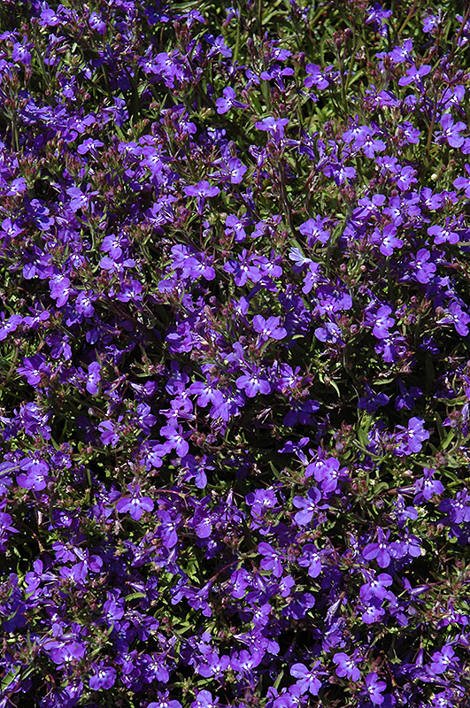 Techno Dark Blue Lobelia (Lobelia erinus 'Techno Dark Blue') at Plants Unlimited