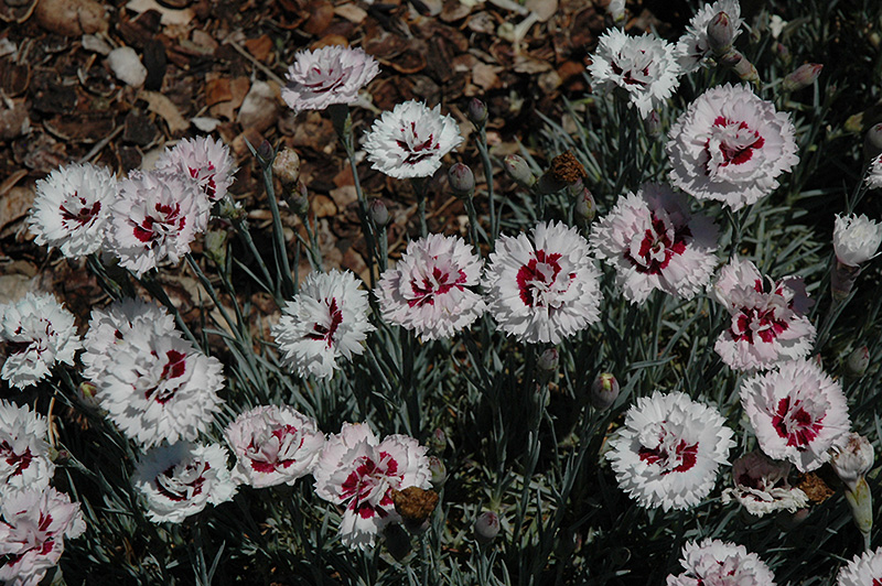 Silver Star Pinks (Dianthus 'Silver Star') at Plants Unlimited