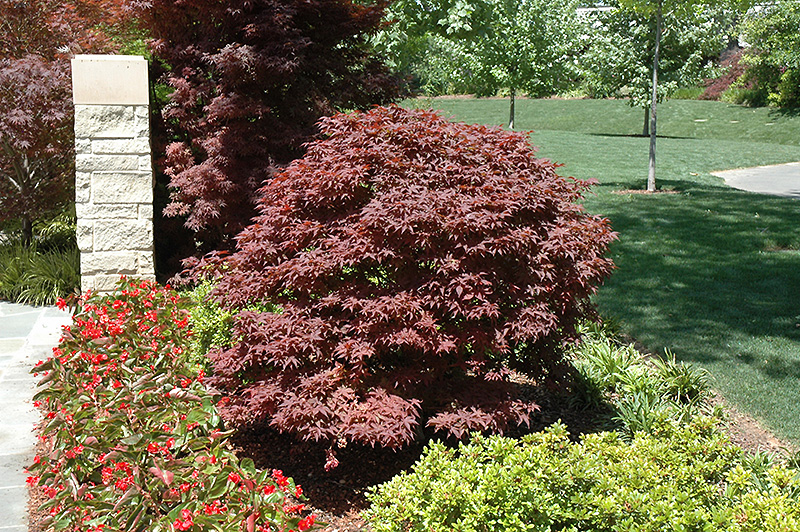 Rhode Island Red Japanese Maple (Acer palmatum 'Rhode Island Red') at Plants Unlimited