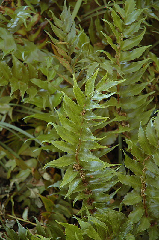 Beech Fern (Thelypteris decursive-pinnata) at Plants Unlimited