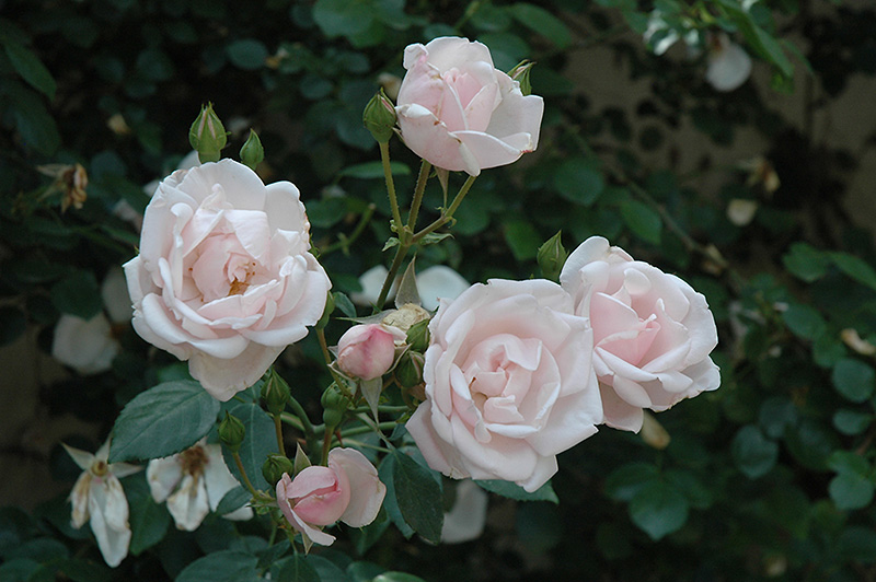 New Dawn Rose (Rosa 'New Dawn') at Plants Unlimited