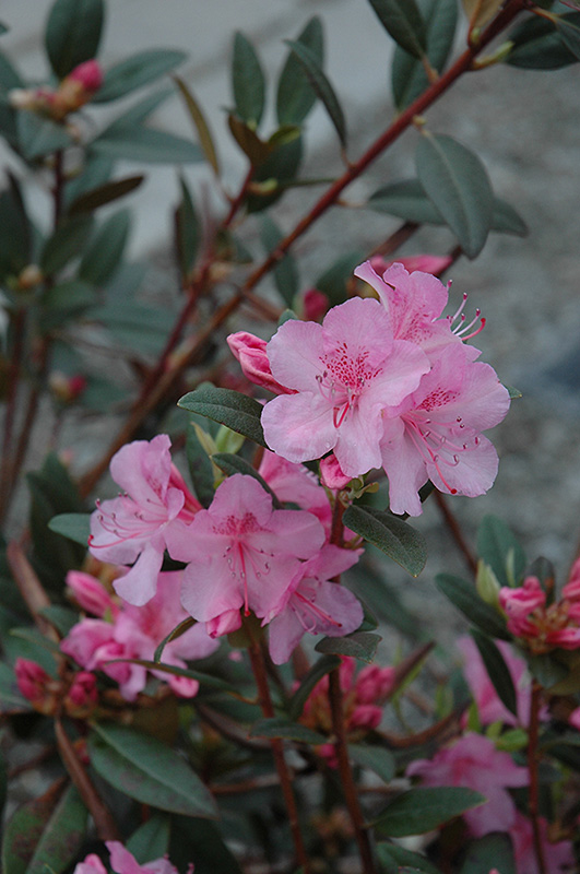 Aglo Rhododendron (Rhododendron 'Aglo') at Plants Unlimited